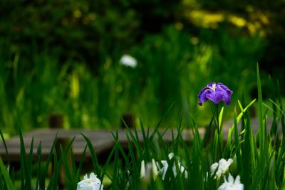 flower in Nitobe garden